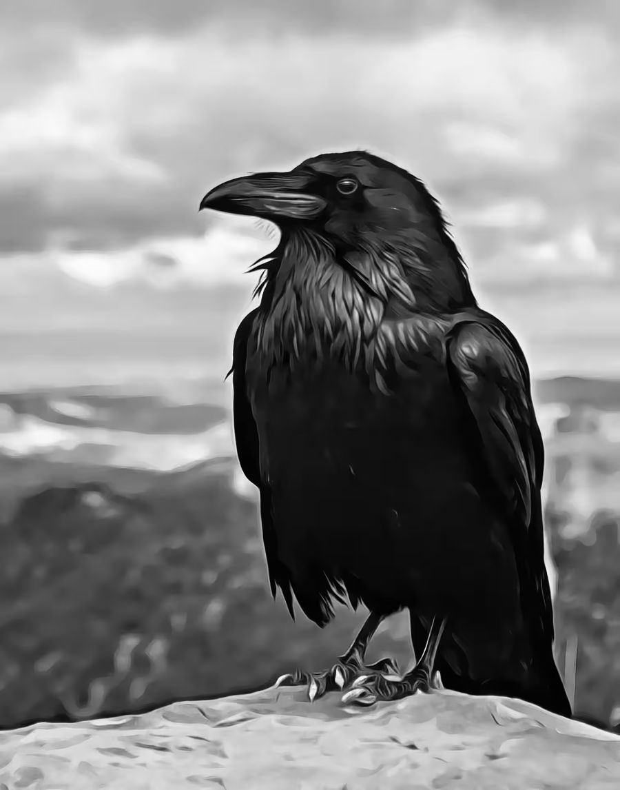 , Raven Sitting Rock Bird Crow