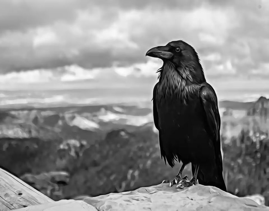 Raven Sitting Rock Crow Raven
