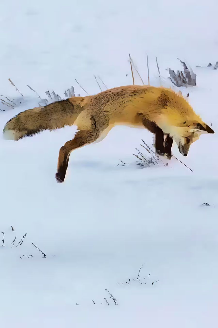 EcoArtLab Originals, Red Fox Hunting Snow 3