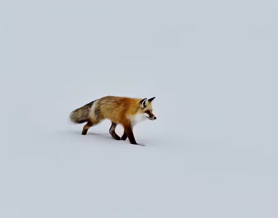 , Red Fox Walking Snow Fox