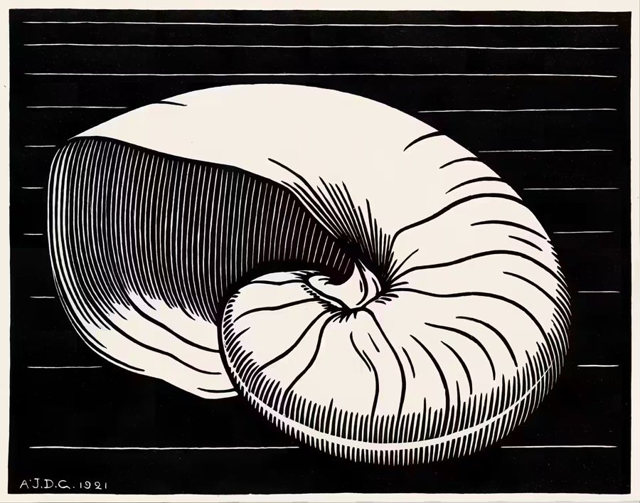 Sea Shell Nouveau Shell Julie