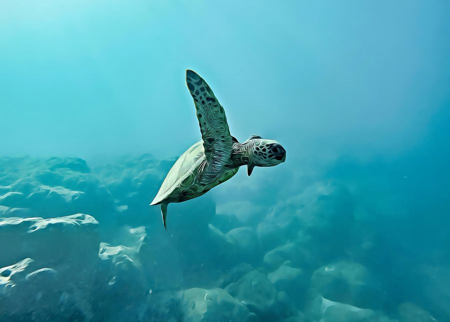 , Sea Turtle Ocean Decor Beach