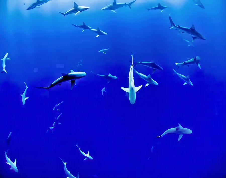 , Sharks Deep Blue Water Shark