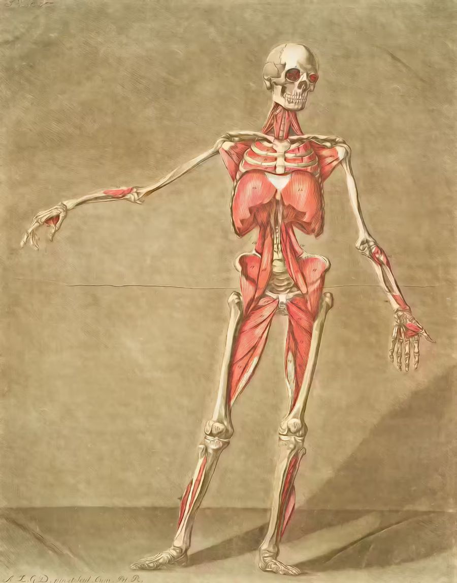, skeleton anatomical illustration 18th