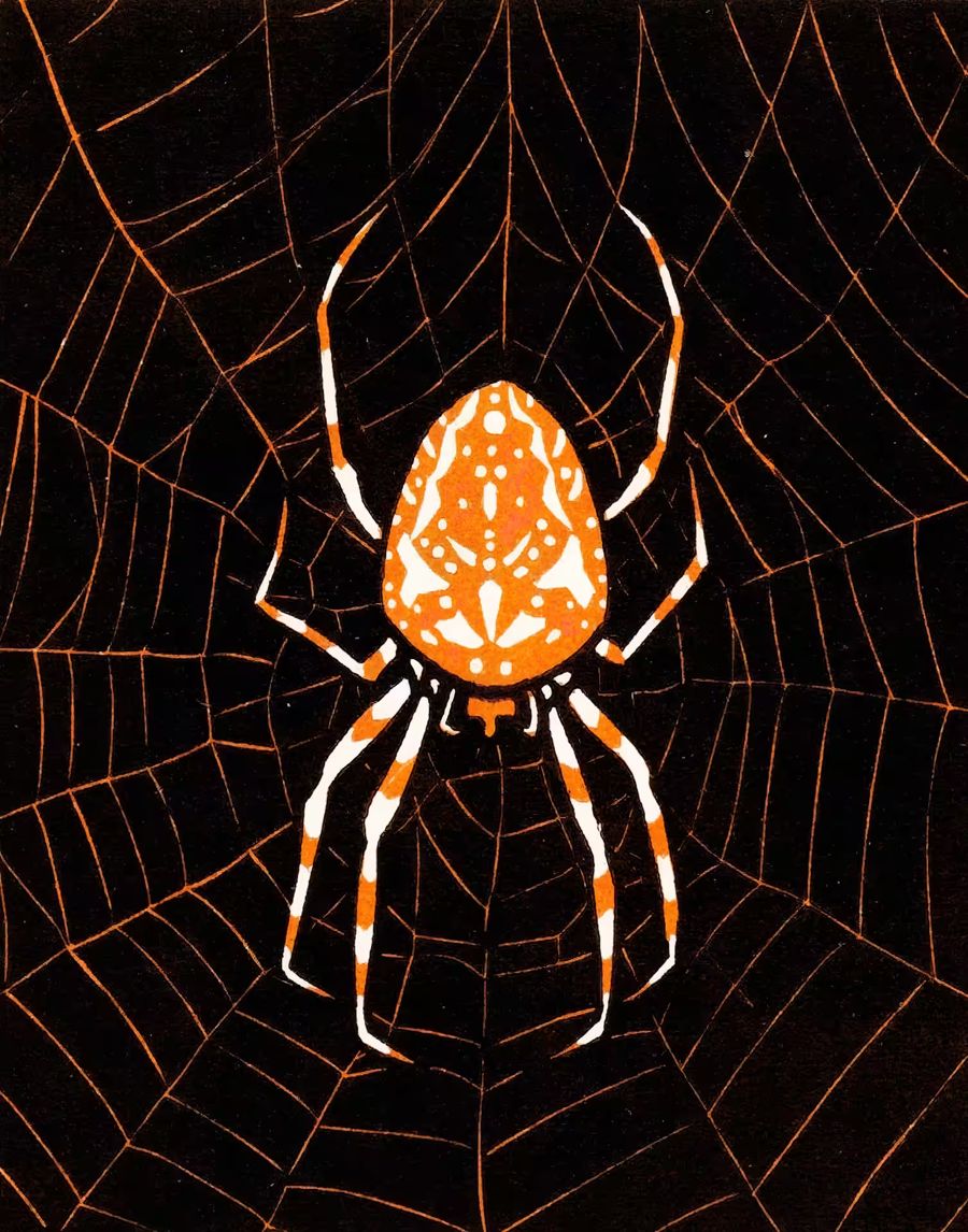 , Spider Nouveau Spider Julie De