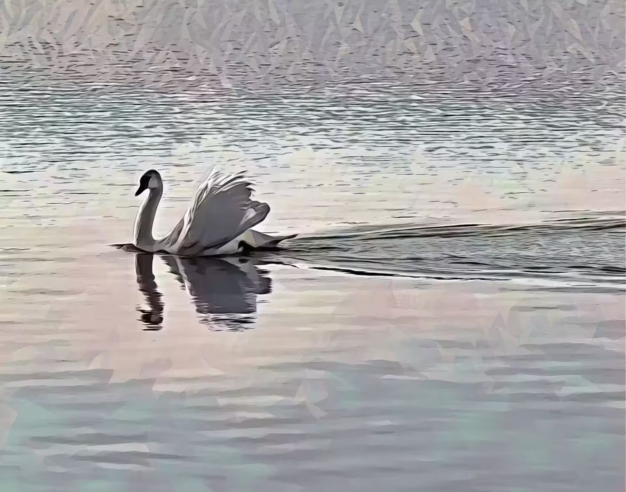 , Swimming Swan Landscape Home Office