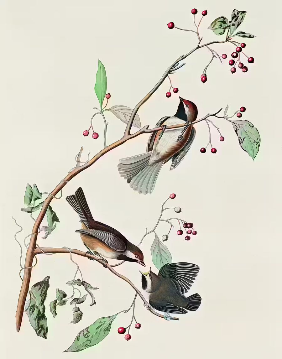 , Three Birds Perched Branch Bird