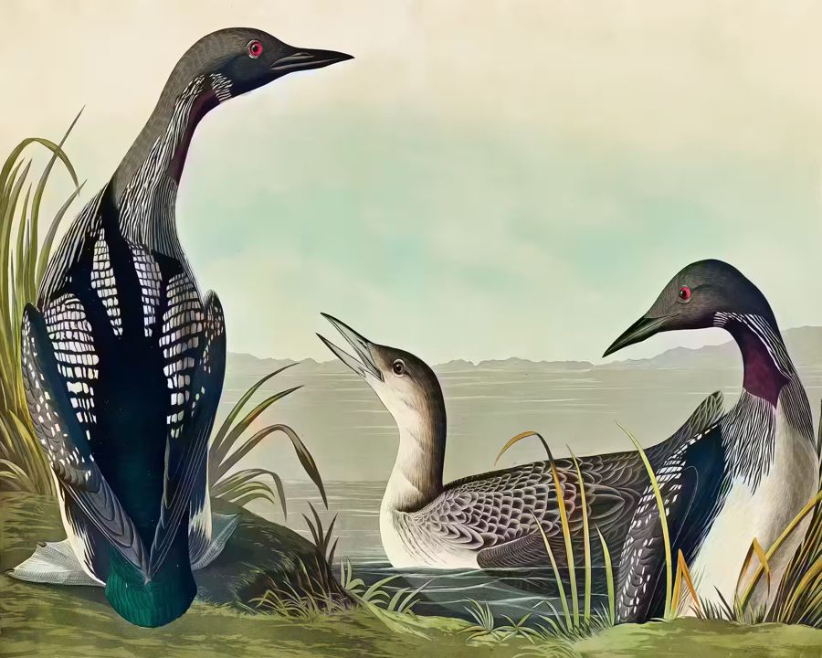 , Tropical Bird Black