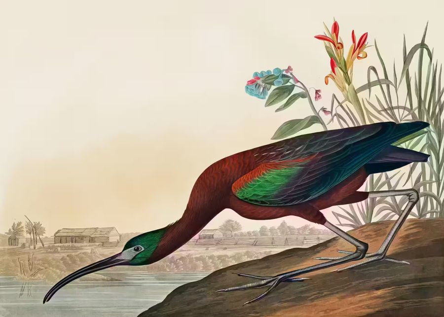 , Tropical Bird Glossy Ibis Wildlife