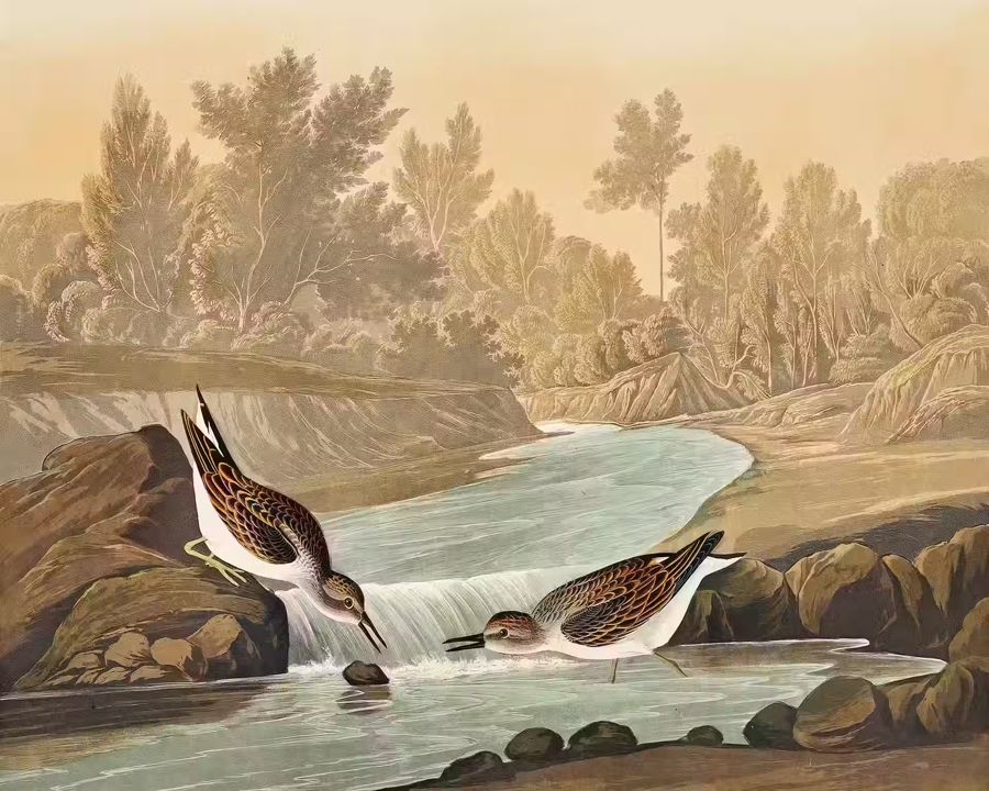 , Tropical Bird Little Sandpiper Wildlife