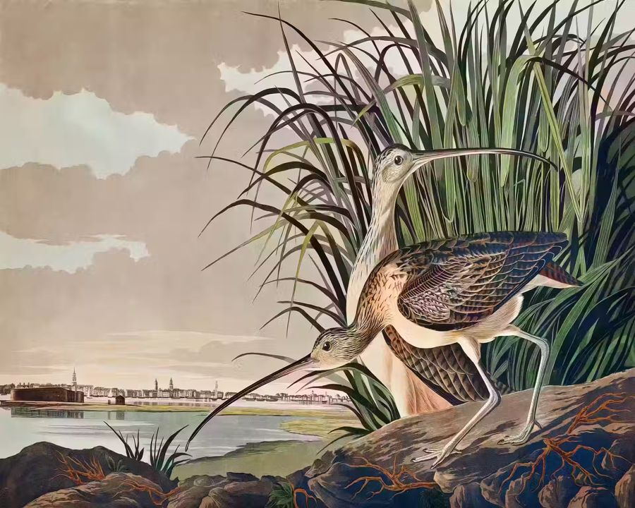 , Tropical Bird Long
