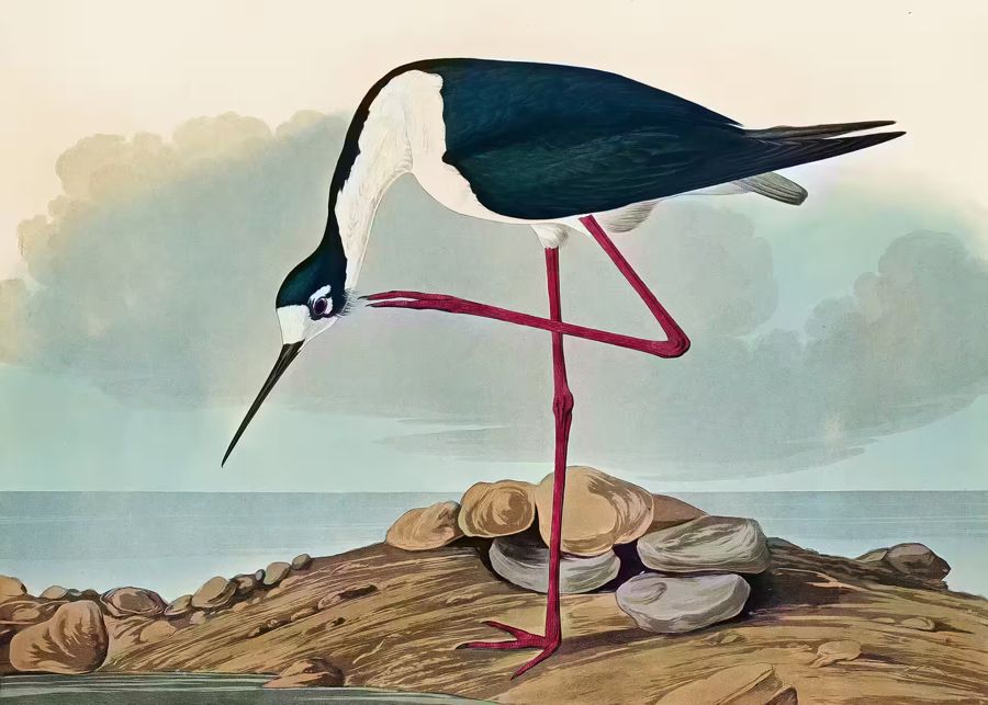 , Tropical Bird Long
