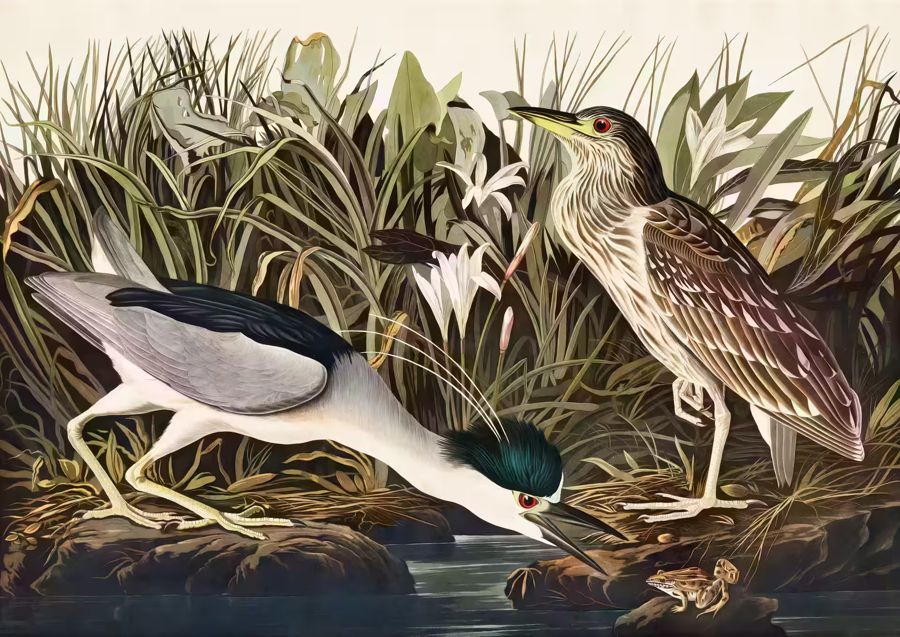 , Tropical Bird Night Heron Wildlife