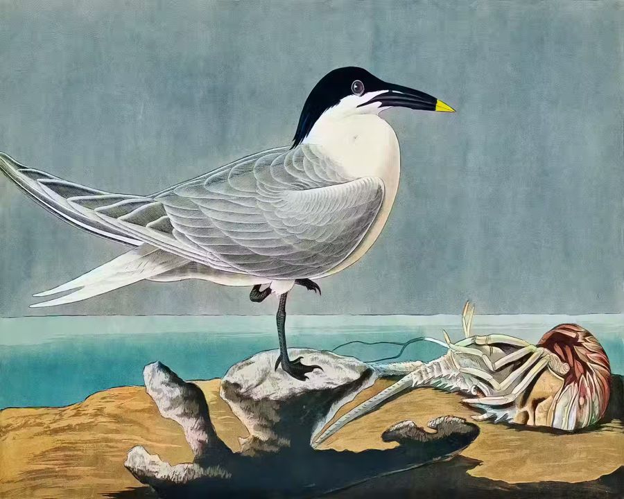 , Tropical Bird Sandwich Tern Bird