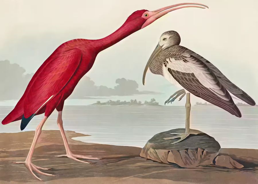 , Tropical Bird Scarlet Ibis Wildlife