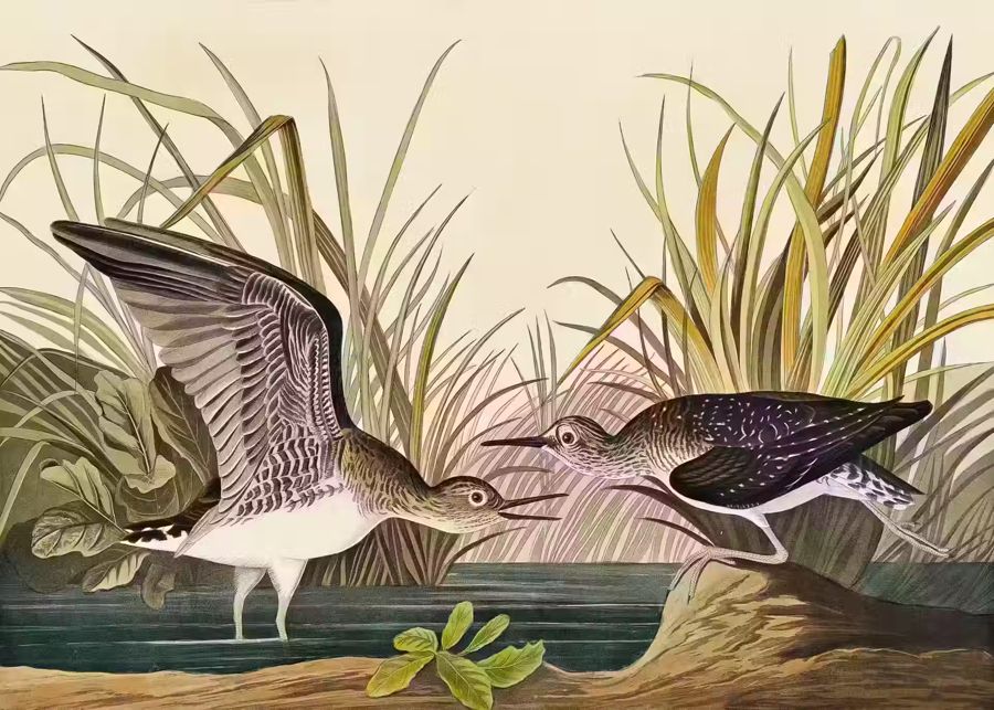 , Tropical Bird Solitary Sandpiper