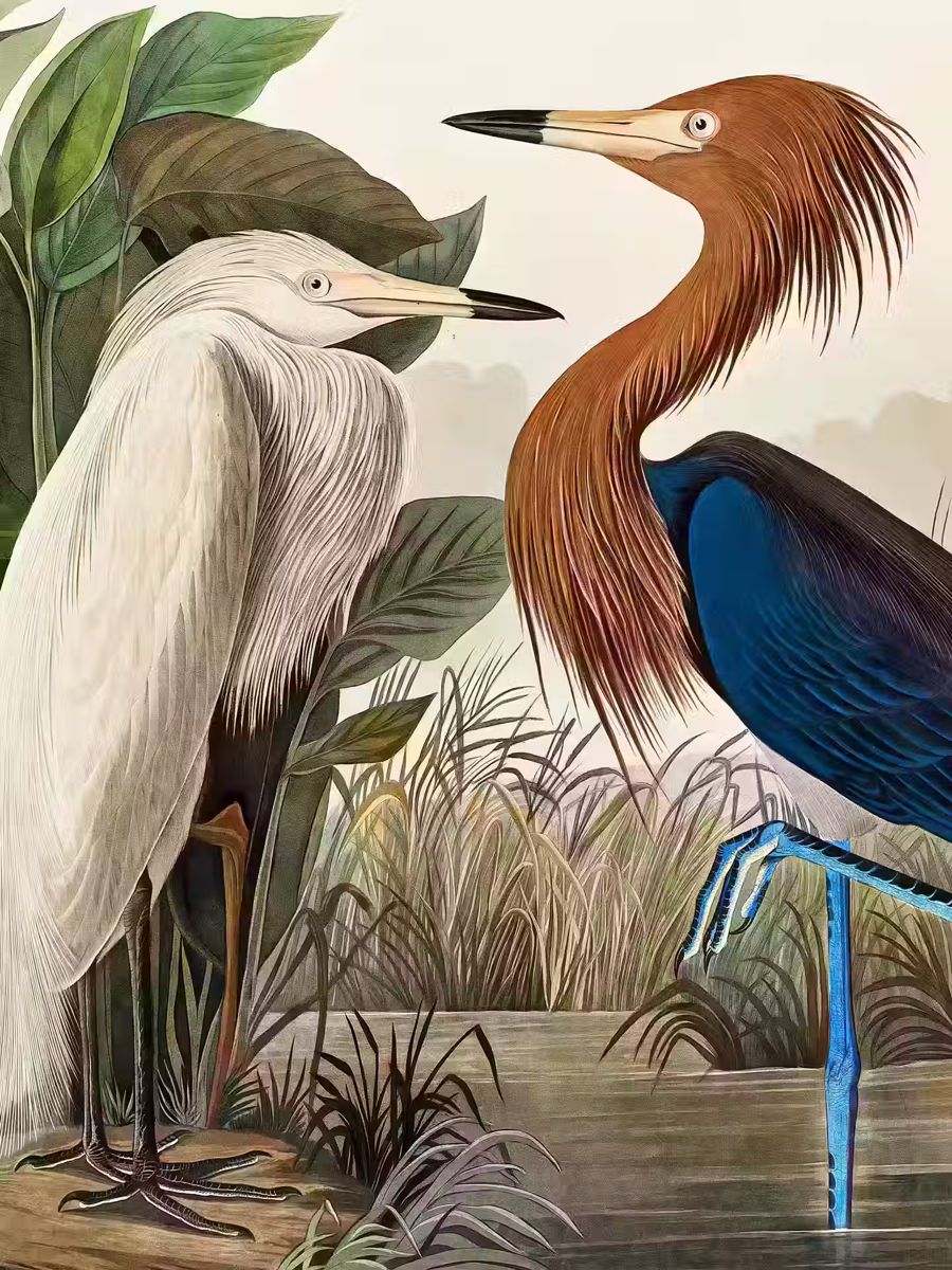 , Two Herons Tropical Bird Wildlife