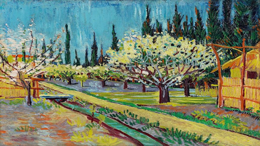 Orchard Bordered By Cypresses