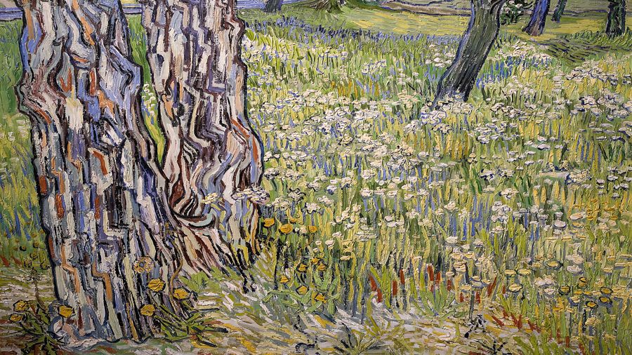 Tree Trunks in the Grass