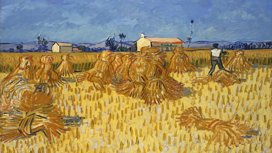 Wheat Harvest in Provence