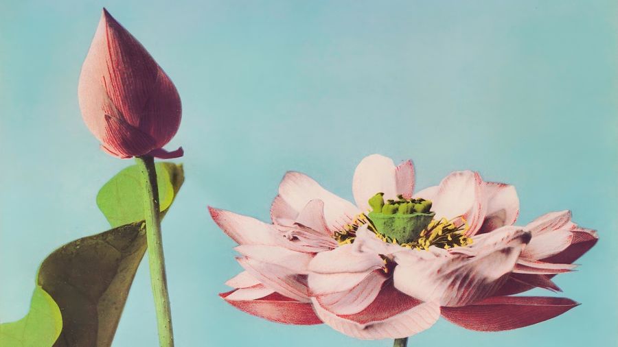 , Vintage Japanese Lotus