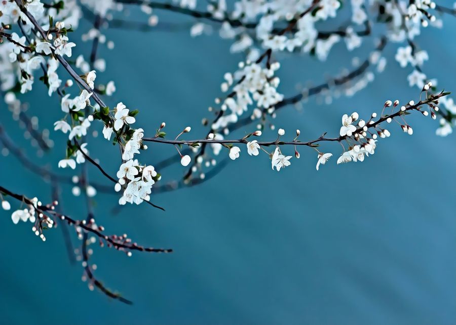 White Blossom Tree Branch Cherry