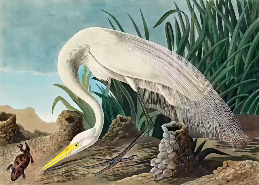 White Heron Tropical Bird Wildlife