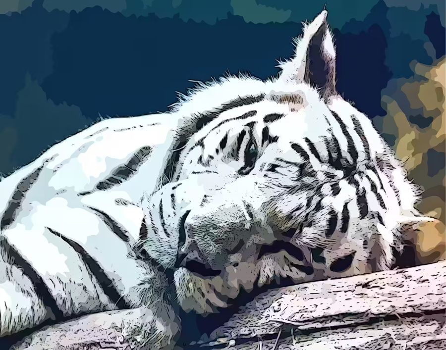 , White Tiger Year Tiger White