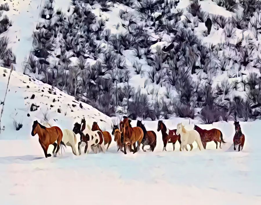 Wild Horses Snow Horse Animal