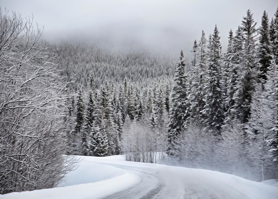 , Winter Forest Trail Landscape Home