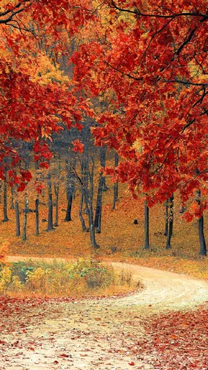 Fall Forest Trail Ecoartlab wallpaper