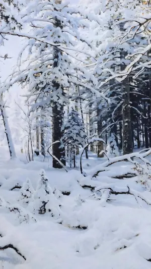 Winter wallpaper