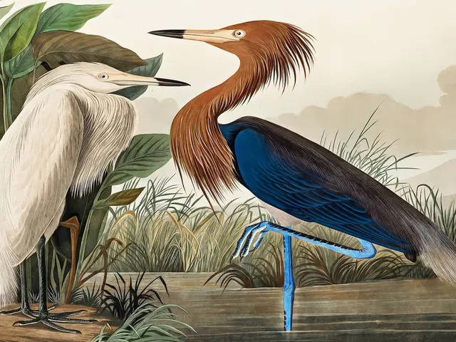 Purple Heron by John James Audubon, horizontal tablet wallpaper
