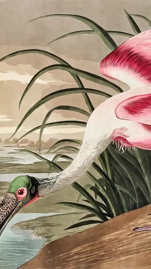 Roseate Spoonbill wallpaper