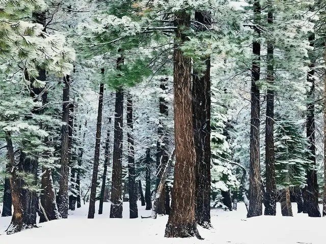 Ecoartlab Orginal by Snowy Forest, horizontal tablet wallpaper