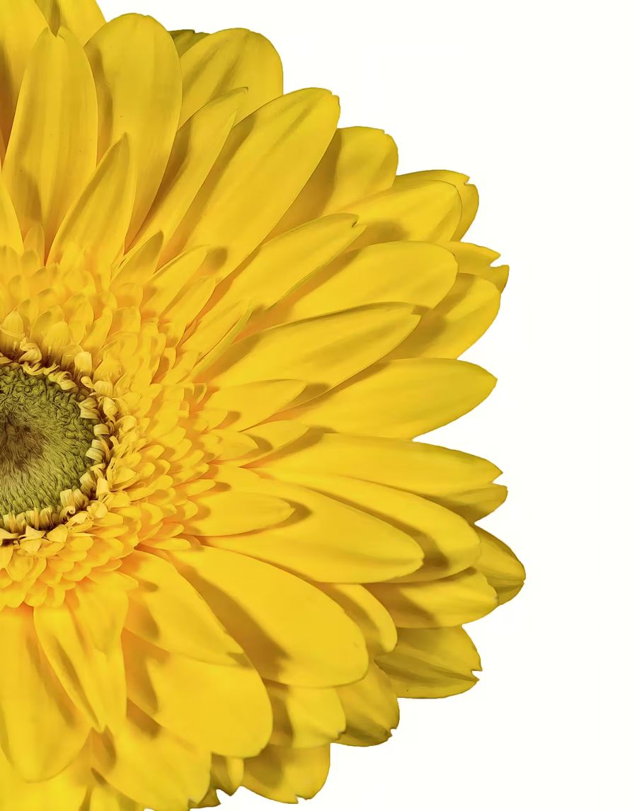 , Yellow Gerbera Daisy Flower