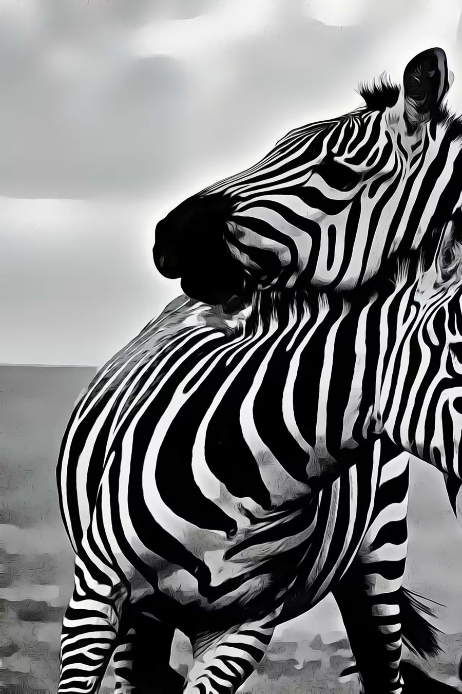 , Zebra Love Black White 2
