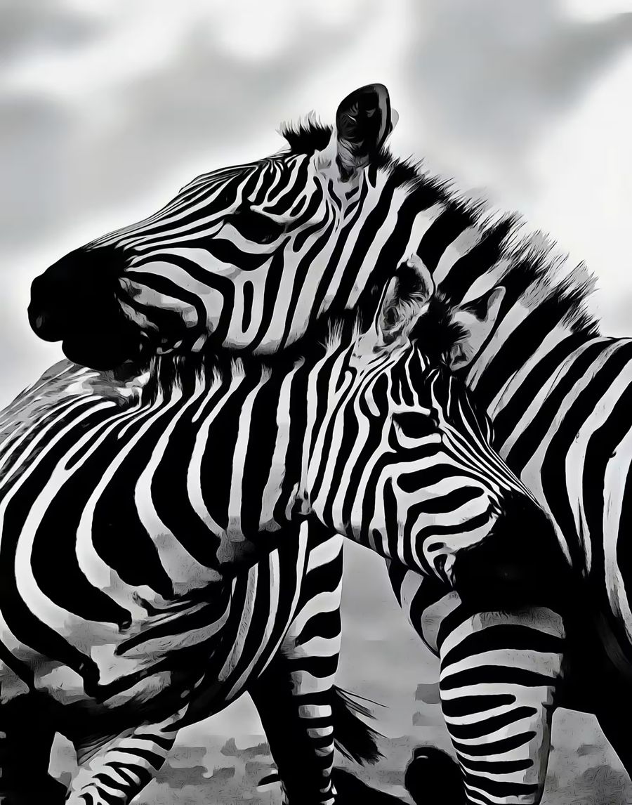 , Zebra Love Black White Zebra