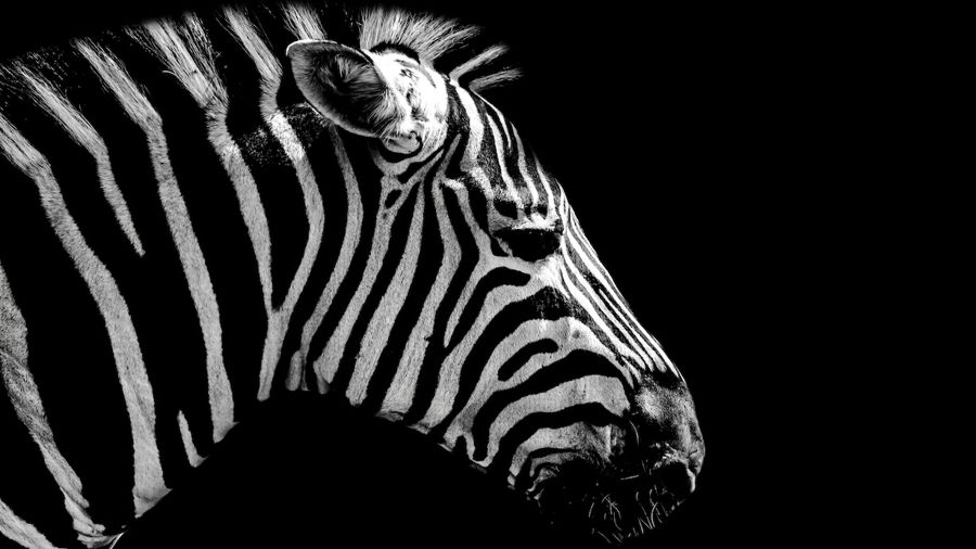 , Zebra on Black