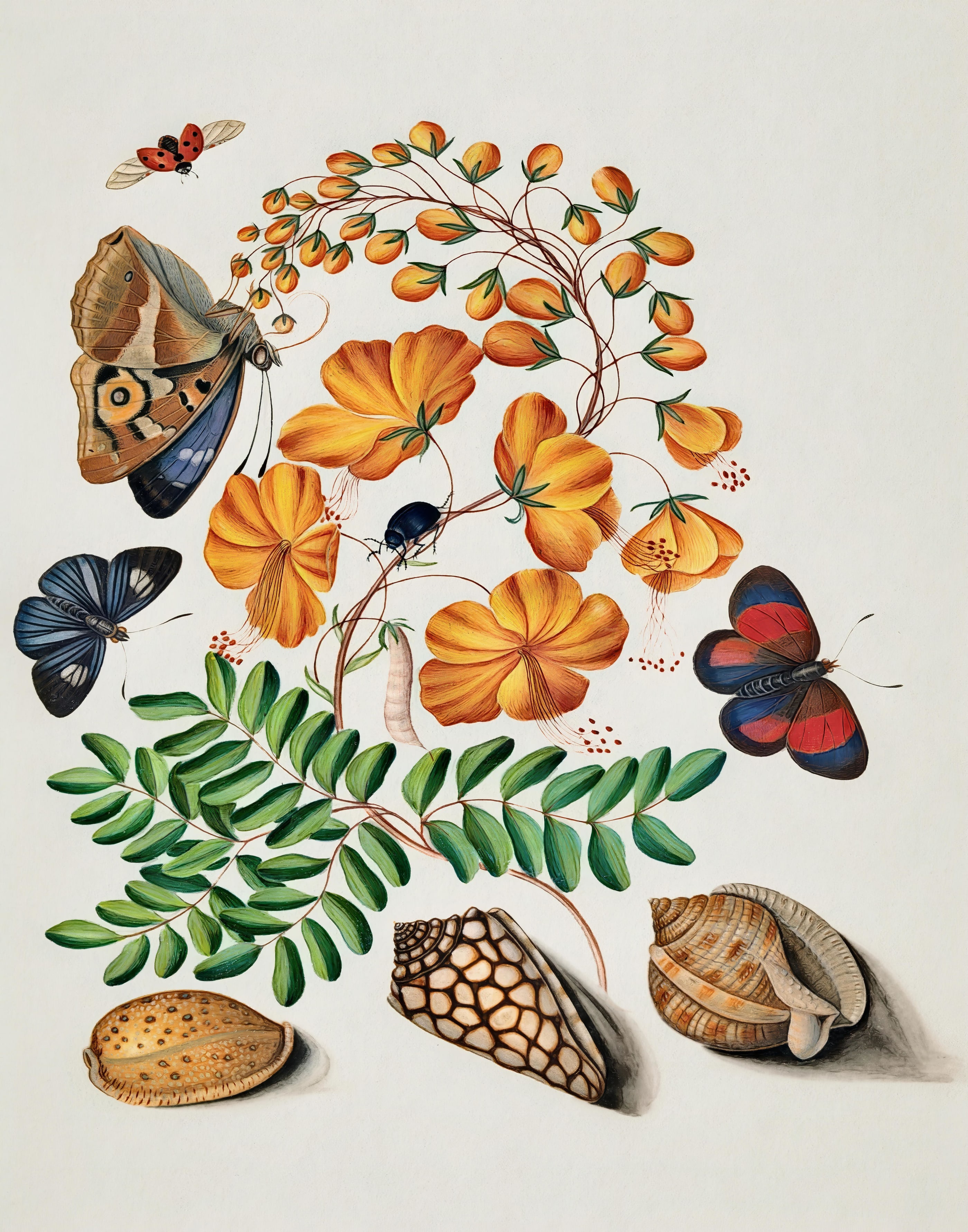 Butterfly Butterfly Botanical Flowers, printable wall art.
