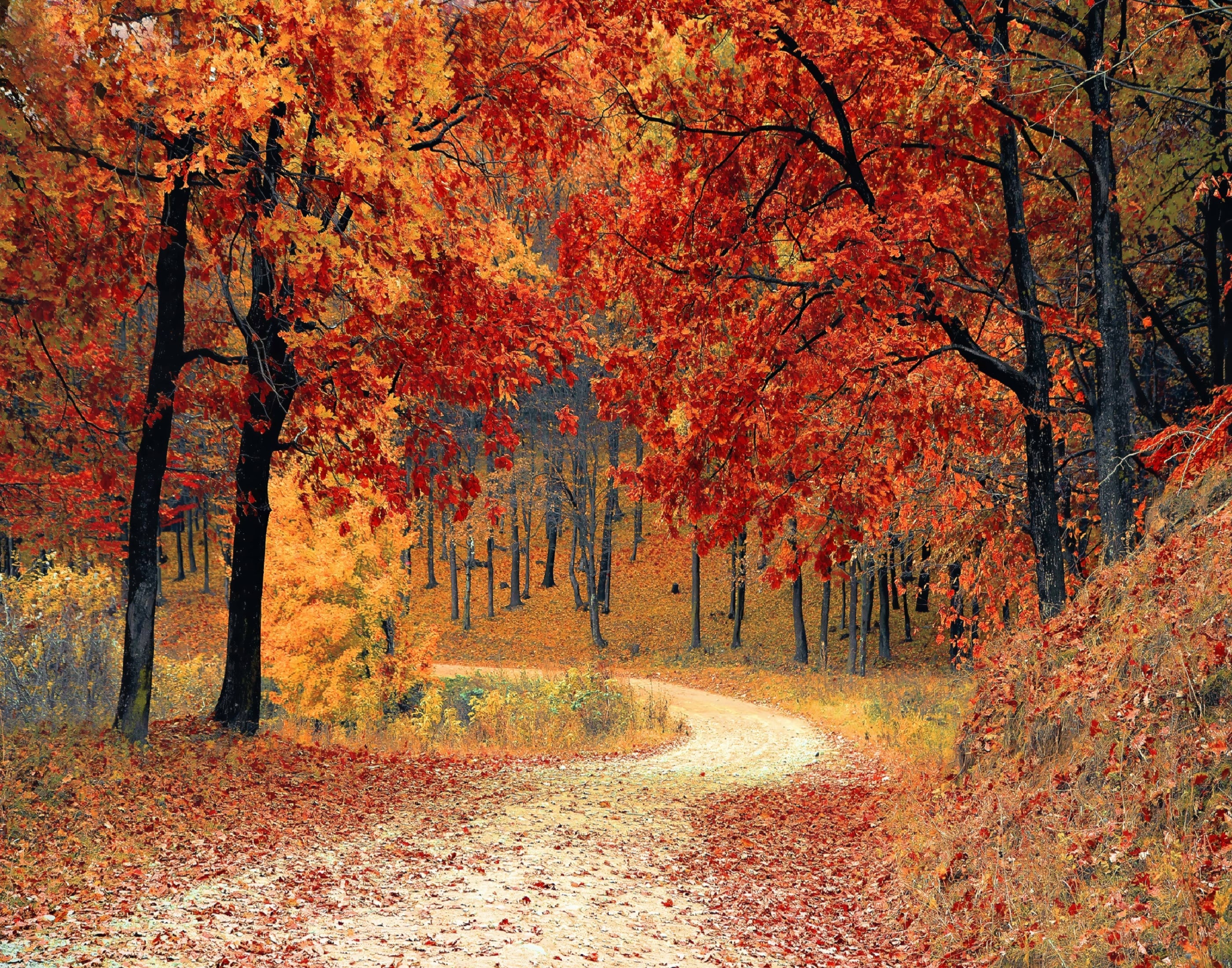 Forest Trail Fall Landscape Home – Printable Wall Art printable art in Forests style